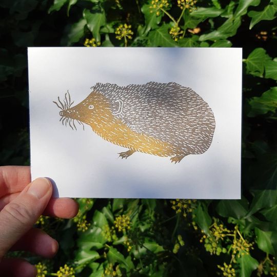 Discover Hedgehog print
