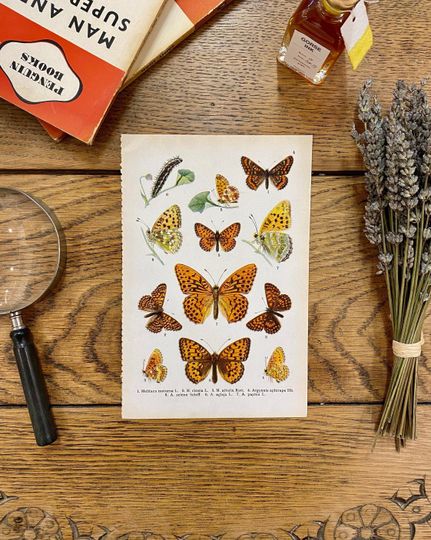 Discover Vintage Butterfly print - 1910 - Entomology