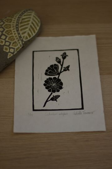 Discover Wildflowers #1 Cichorium intybus - linocut