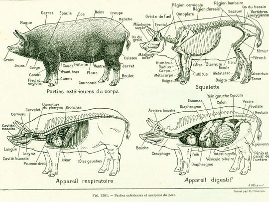 Discover 1922 Antique PIG Print, Pig Anatomy, Veterinary,  Vintage Farm Animals, Original French Larousse illustration