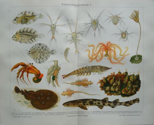 Discover Antique original  print.Invertebrate Evolution.1904.Color Lithograph.118 year old print.Sea print.Old print.11.5x9.2 inches or 30x23,5 cm