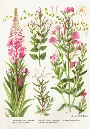 Discover Vintage Botanical Print of Willow Herb - Antique Plant Artwork