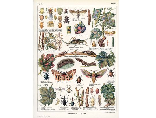 Discover 1922 Large Antique Grapes Vine Plant Print. Diseases. Pests. Butterfly. Larousse Encyclopedia. Grapes. Powdery mildew. Viticulture wall art