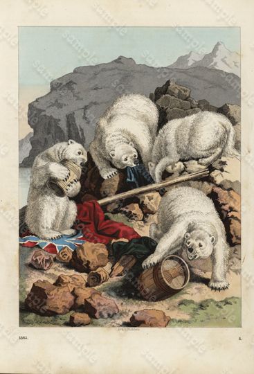 Discover Original Antique Natural History Hand Colored Lithograph Animals - Polar Bears - Book Of world published in 1865