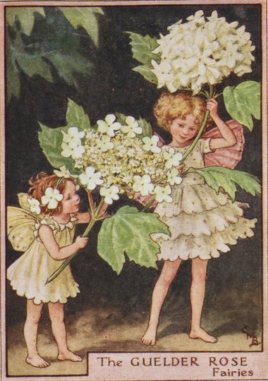 Discover Flower Fairies: The GUELDER ROSE FAIRY Vintage Print c1930 by Cicely Mary Barker