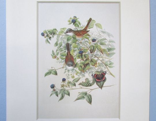 Discover Common Whitethroat Bird Art Print, Book Plate/ 1800s Gyrfalcon color Book Page Plate by H C Richter for John Gould to frame/ 9 1/4 X 12 3/4"