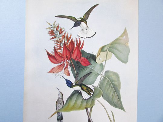 Discover White necked Jacobin Bird Art Print, Book Plate/ 1800's Vervain Hummingbird Book Page Plate by W H Lizars to frame/ 9 1/4 X 12 3/4"