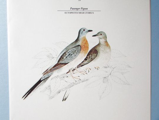 Discover Passenger Pigeon Bird Art Print, Book Plate/ 1800's Extinct Bird Color Book Page Plate by William Pope for framing/ 9 3/4 X 12 1/4"