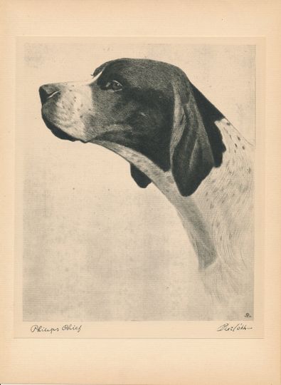 Discover 1931 German shorthair Pointer (GSP) Dog Portrait Antique Print