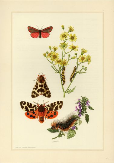 Discover Cinnabar Moth Vintage Lithograph - Original Artwork from 1956