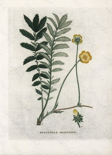 Discover Antique Hand Colored Botanical Engraving by Jaume Saint-Hilaire