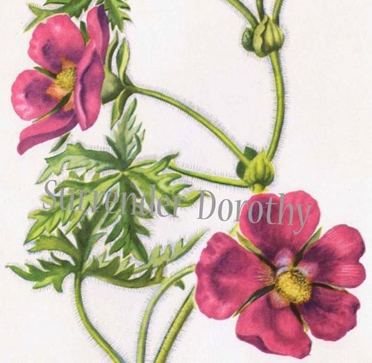 Discover Red Poppy Mallow Flower Botanical Lithograph 1950s Vintage Art Print to Frame Callirhoe Involcrata 108