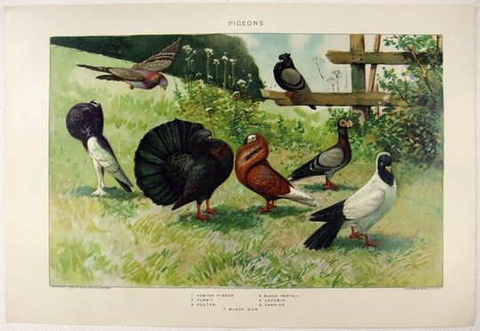Discover Pigeons - Original 1902 Dated Stone Chromo-Lithograph by Julius Bien.