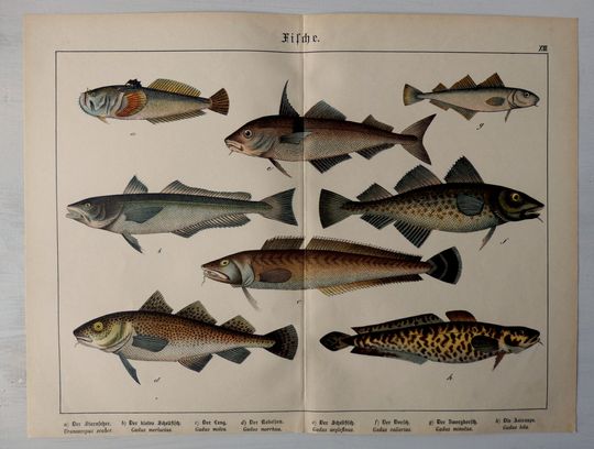 Discover Antique fish print.1886.Icthyology,Fish,CODS.Large size.15.6x11.7ins.129 year old print.Antique fish print.Schubert.Chromolithograph.40x30cm