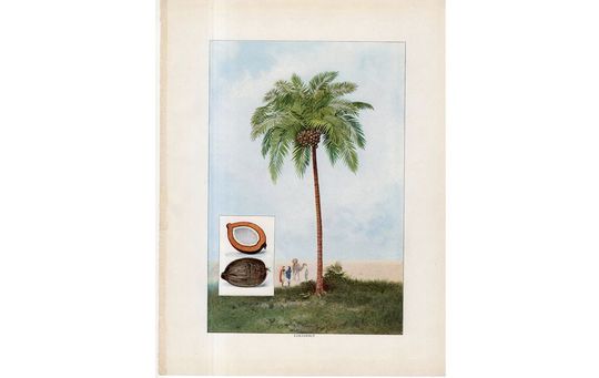 Discover c. 1911 COCONUT PRINT -  original antique fruit & vegetable food lithograph print