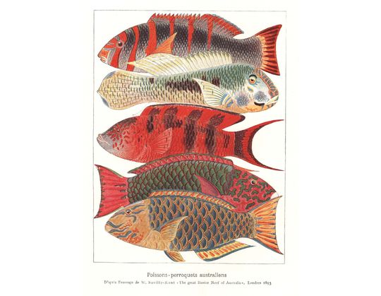 Discover 1908 Australian Parrotfish print, Original Antique print, Vintage fishing poster
