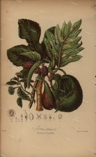 Discover Floral Illustration by Elizabeth Twining from 1868 - Decorative Art Print