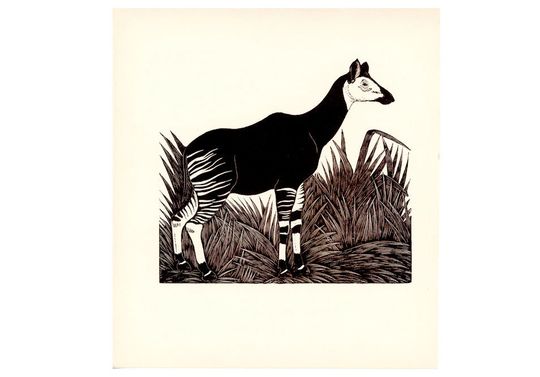 Discover Okapi Lithograph from the 1920s - Original African Animal Print