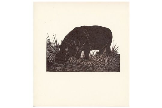 Discover 1920s Antique Lithograph of a Hippopotamus - African Safari Animal Print