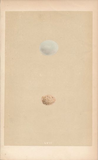 Discover 1859 Bird Egg Antique Print, Cuckoo