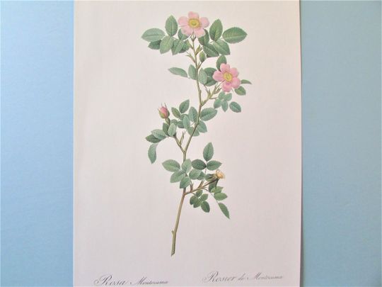 Discover Redoute Botanical Montezuma Rose Art Print/ Pink Rosa Flower Book Plate, Watercolor Wall Art decor for framing/ 10" X 14 1/4" H
