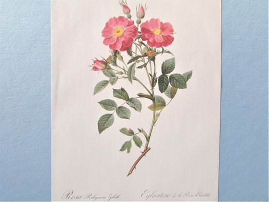 Discover Redoute Botanical Sweetbriar Rose Art Print/ Queen Elizabeth Rose Flower Book Plate, Watercolor Wall Art decor for framing/ 10" X 14 1/4" H