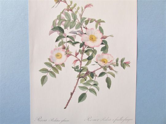 Discover Redoute Botanical Glaucous Rose Art Print/ Pink tinged white rose Flower Book Plate, Watercolor Wall Art decor for framing/ 10" X 14 1/4" H