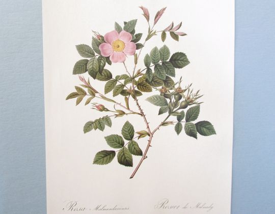 Discover Redoute Botanical Malmedy Rose Art Print/ Rosa Malmundariensis Flower Book Plate, Watercolor Wall Art decor for framing/ 10" X 14" H
