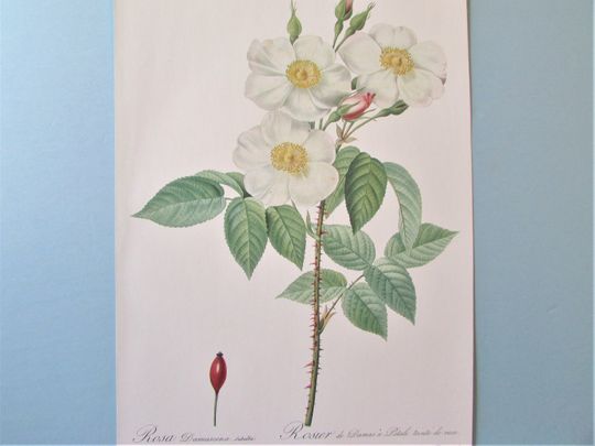 Discover Redoute Botanical White Damask Rose Art Print/ Rosa Damascina Flower Book Plate, Watercolor Wall Art decor for framing/ 10" X 14 1/4" H