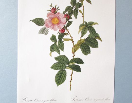 Discover Redoute Botanical Dog Rose Art Print/ Rosa Canina, Big flower dog rose Flower Book Plate, Watercolor Wall Art decor for framing/ 10" X 14" H