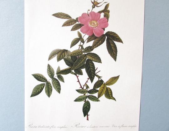 Discover Redoute Botanical Pink Wild Rose Art Print/ Rosa reclinata Flower Book Plate, Watercolor Wall Art decor to frame/ 10" X 14 1/4" H