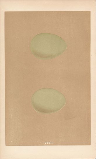 Discover 1861 Bird Egg Antique Print, Heron