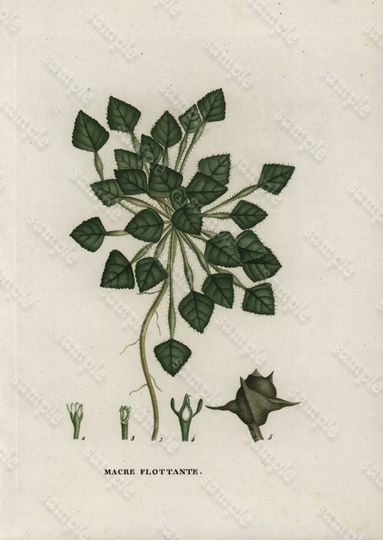 Discover Rare Hand Colored Botanical Engraving by Jaume Saint-Hilaire - Macre Flottante