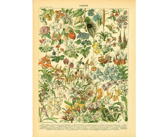 Discover 1897 Antique Orchid Botanical Chart print.  19th century Larousse print