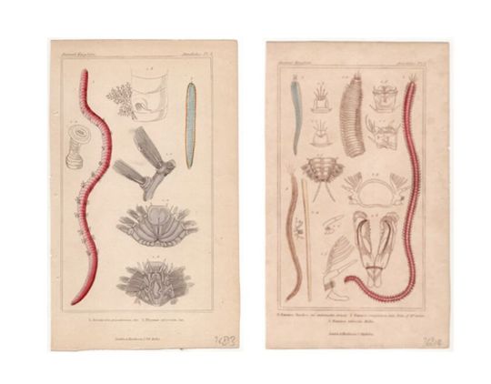 Discover 1837 Red Annelid Prints - Set of 2 Antique Worm Illustrations