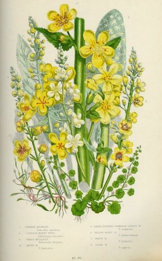 Discover 1899 Antique Print = VERBENA (161) Plants Flowers = CHROMOLITHOGRAPHY by Anne Pratt