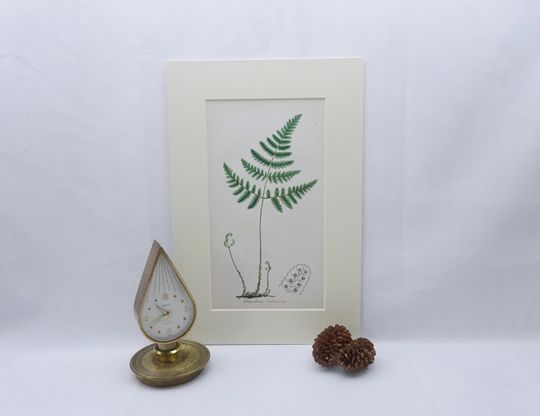 Discover Victorian fern print, original hand coloured by John E. Sowerby, from dis-bound book The Ferns of Great Britain & The Fern Allies, 1869