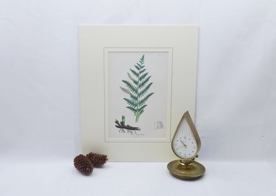 Discover Victorian fern print, original hand coloured by John E. Sowerby, from dis-bound book The Ferns of Great Britain & The Fern Allies, 1869