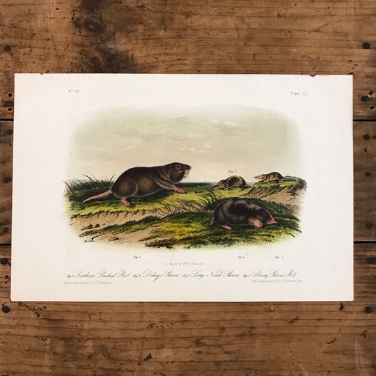 Discover Varieties of the Shrew - Original Audubon, Antique Hand-Colored Print, Quadrupeds of North America