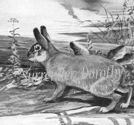 Discover Marsh Rabbit Louis Agassiz Fuertes Lithograph Illustration of Natural History 1950 Black & White
