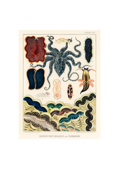 Discover Vintage Great Barrier Reef Molluscs and Planarians Poster | Australian Sealife Science Print | Illustrations William Saville-Kent 1893 A4/A3