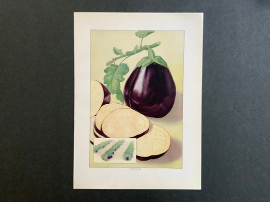 Discover c. 1911 Eggplant Lithograph - Original Antique Food Art for Kitchen