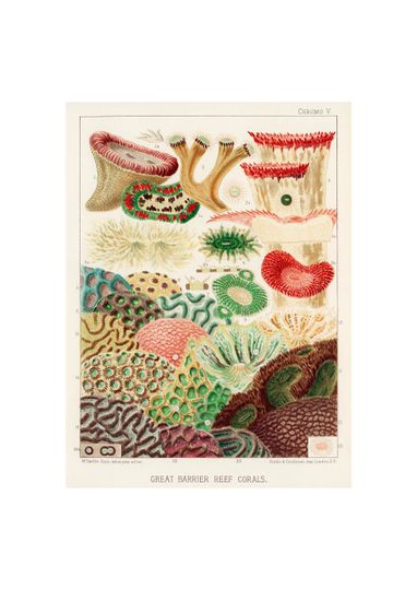 Discover Great Barrier Reef Corals Poster | Australian Coral Reef Sea Life Print | Australia Vintage Illustrations by William Saville-Kent 1893