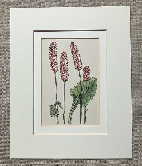 Discover 1950 Vintage Original Flower Botanical Bistort Lithograph Print, Mounted And Matted In A Choice Of Colours - 10 x 8"