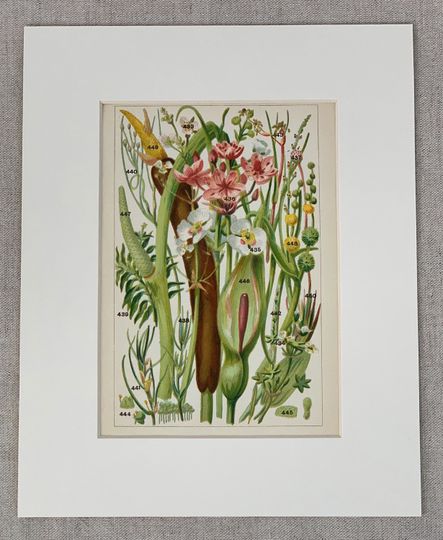 Discover Original 1905 Vintage Botanical Flower Print/Lithograph, Mounted & Matted In A Choice Of Colours - 10 X 8" - Available Framed
