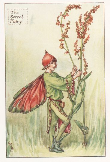 Discover Flower Fairies: THE SORREL FAIRY Vintage Print c1930 by Cicely Mary Barker