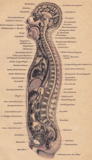 Discover 1894 MALE HUMAN BODY Vertical Cross-section, Bones, Organs, Veines Antique Lithograph Print