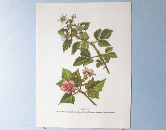 Discover Wild flower Raspberry & Blackberry Botanical Art Print/ Wildflower blossoms Book Plate 89 Lithograph Wall Art to frame/ 7 3/4 X 10 3/8"