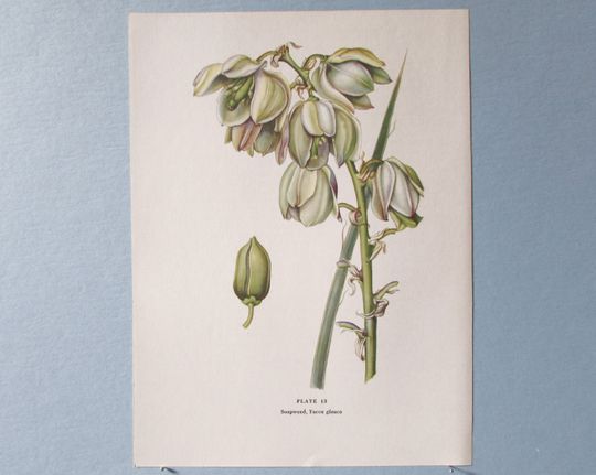 Discover Wild flower Soapweed Yucca Botanical Art Print/ Vintage Wildflower Book Plate 15 Lithograph Wall Art for framing/ 7 3/4 X 10 3/8"