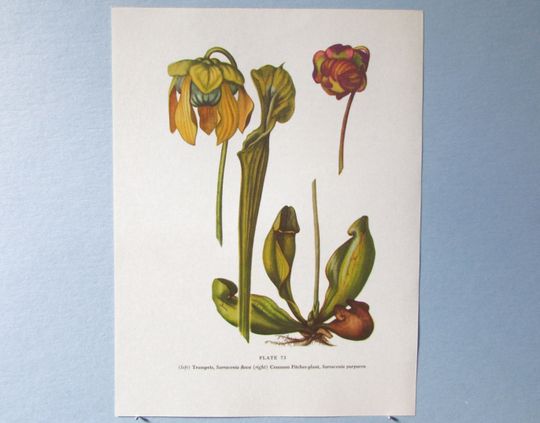 Discover Wild flower Pitcher Plant Botanical Art Print/ Vintage Wildflower Trumpets Book Plate 73 Lithograph Wall Art to frame/ 7 3/4 X 10 3/8"